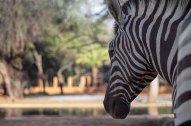 Vahşi Afrikalı hayatı. Savananın ortasında Namibya dağ zebrasını kapatın..