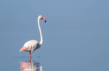 Afrika vahşi kuşları. Yalnız büyük flamingo Sabah mavi gölde