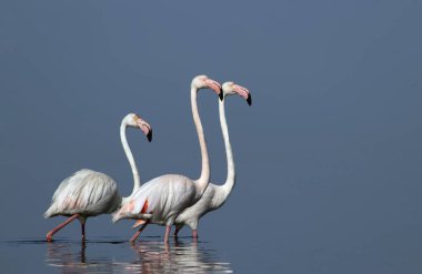 Afrika vahşi kuşları. Gökyüzüne karşı mavi gölde büyük bir flamingo sürüsü