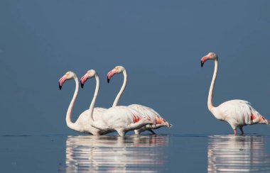 Afrika vahşi kuşları. Gökyüzüne karşı mavi gölde büyük bir flamingo sürüsü