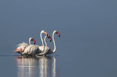 Afrika vahşi kuşları. Gökyüzüne karşı mavi gölde büyük bir flamingo sürüsü