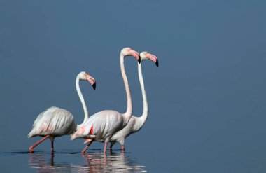 Afrika vahşi kuşları. Gökyüzüne karşı mavi gölde büyük bir flamingo sürüsü