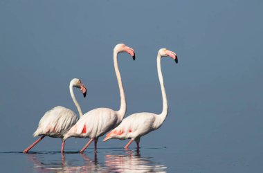 Afrika vahşi kuşları. Gökyüzüne karşı mavi gölde büyük bir flamingo sürüsü