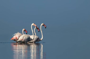 Afrika vahşi kuşları. Gökyüzüne karşı mavi gölde büyük bir flamingo sürüsü