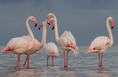 Afrika vahşi kuşları. Gökyüzüne karşı mavi gölde büyük bir flamingo sürüsü