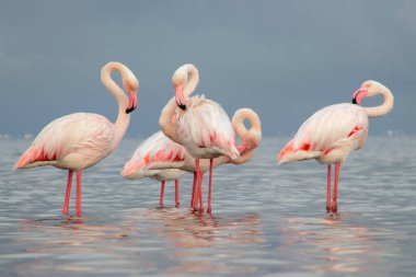 Afrika vahşi kuşları. Gökyüzüne karşı mavi gölde büyük bir flamingo sürüsü