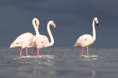 Vahşi Afrika kuşları. Pembe flamingo sürüsü Bir yaz gününde mavi su yansıması