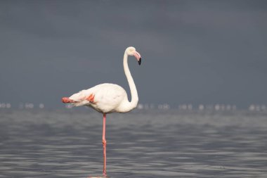 Vahşi Afrika kuşları. Mavi bir gölde parlak bir arka planda tek başına büyük bir Afrika flamingosu
