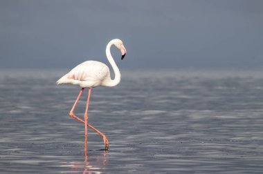 Vahşi Afrika kuşları. Mavi bir gölde parlak bir arka planda tek başına büyük bir Afrika flamingosu
