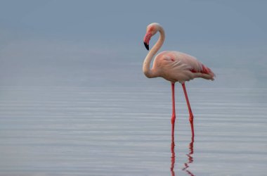 Vahşi Afrika kuşu. Pembe Afrikalı flamingo güneşli bir günde mavi gölde