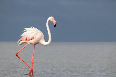 Afrika vahşi kuşları. Yalnız büyük flamingo Sabah mavi gölde