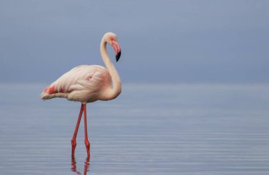 Vahşi Afrika kuşu. Pembe Afrikalı flamingo güneşli bir günde mavi gölde