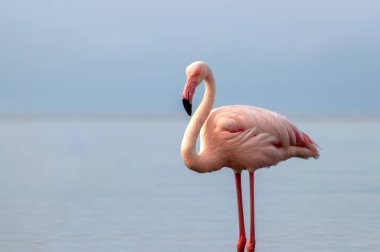Vahşi Afrika kuşları. Mavi bir gölde parlak bir arka planda tek başına büyük bir Afrika flamingosu