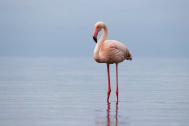 Vahşi Afrika kuşu. Pembe Afrikalı flamingo güneşli bir günde mavi gölde