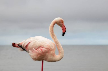 Vahşi Afrika kuşu. Pembe Afrikalı flamingo güneşli bir günde mavi gölde