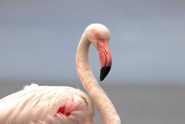 Vahşi Afrika Kuşları. Bulanık mavi arka planda büyük bir flamingoya yakın çekim
