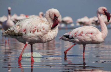Vahşi Afrika kuşları. Pembe flamingo sürüsü Bir yaz gününde mavi su yansıması