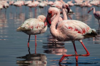 Vahşi Afrika kuşları. Pembe flamingo sürüsü Bir yaz gününde mavi su yansıması