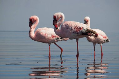 Vahşi Afrika kuşları. Pembe flamingo sürüsü Bir yaz gününde mavi su yansıması