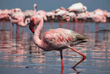 Vahşi Afrika kuşları. Pembe flamingo sürüsü Bir yaz gününde mavi su yansıması