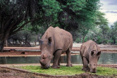 Wild animals. A family of white rhinos in the African savannah clipart