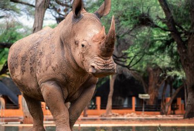 Wild african animals. Portrait of a  white Rhino grazing in a National park clipart