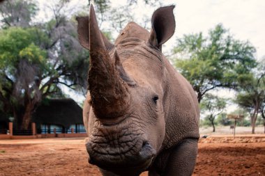 Wild african animals. Portrait of a  white Rhino grazing in a National park clipart