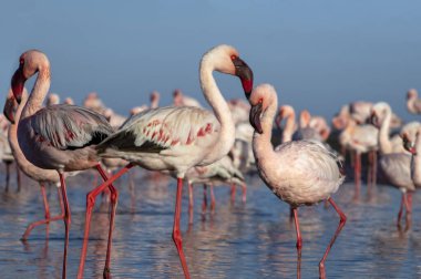 Afrika vahşi kuşları. Mavi gölde parlak gökyüzüne karşı pembe flamingo sürüsü