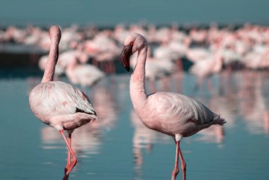 Afrika vahşi kuşları. Mavi gölde parlak gökyüzüne karşı pembe flamingo sürüsü