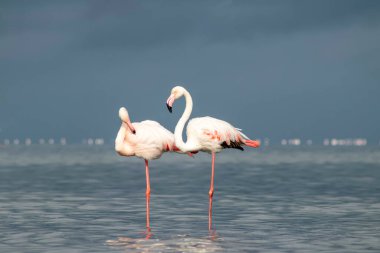 Vahşi Afrika kuşları. Mavi gölün etrafında parlak gökyüzüne karşı yürüyen iki büyük Afrikalı flamingo.