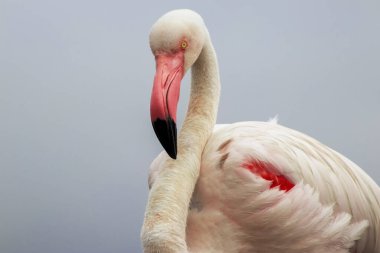 Vahşi Afrika kuşu mavi gökyüzüne karşı büyük bir flamingoya yakın çekim yapıyor..