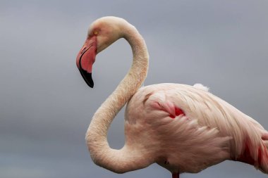 Vahşi Afrika kuşu mavi gökyüzüne karşı büyük bir flamingoya yakın çekim yapıyor..