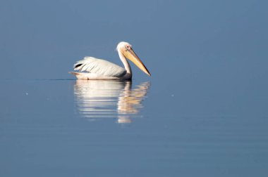 Afrika vahşi kuşları. Güneşli bir günde mavi bir gölde yalnız beyaz bir pelikan.