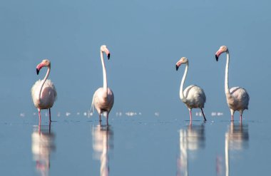 Afrika vahşi kuşları. Gökyüzüne karşı mavi gölde büyük bir flamingo sürüsü