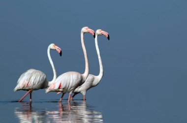 Afrika vahşi kuşları. Gökyüzüne karşı mavi gölde büyük bir flamingo sürüsü