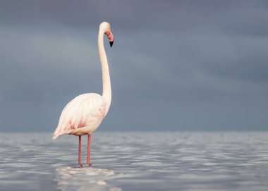 Afrika vahşi kuşları. Yalnız büyük flamingo Sabah mavi gölde