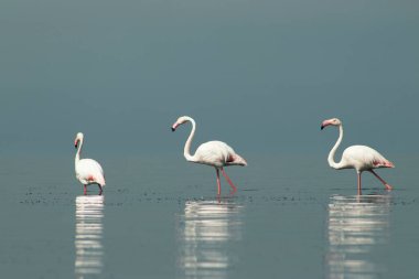 Afrika vahşi kuşları. Gökyüzüne karşı mavi gölde büyük bir flamingo sürüsü
