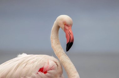 Mavi gökyüzüne karşı büyük bir flamingonun yakın çekimi.