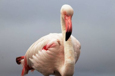Mavi gökyüzüne karşı büyük bir flamingonun yakın çekimi.