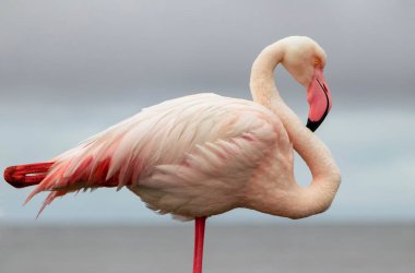Vahşi Afrika kuşu. Pembe Afrikalı flamingo güneşli bir günde mavi gölde