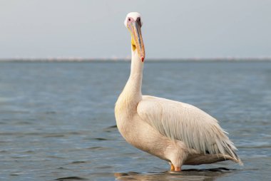 Afrika vahşi kuşları. Güneşli bir günde mavi bir gölde yalnız bir pelikan.