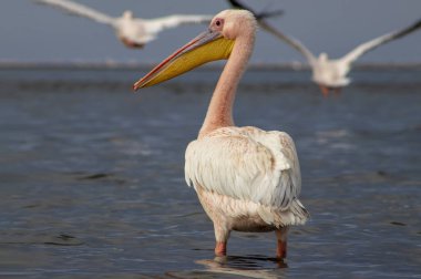 Afrika vahşi kuşları. Güneşli bir günde mavi bir gölde yalnız bir pelikan.