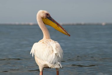 Afrika vahşi kuşları. Güneşli bir günde mavi bir gölde yalnız bir pelikan.