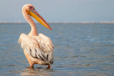 Afrika vahşi kuşları. Güneşli bir günde mavi bir gölde yalnız bir pelikan.