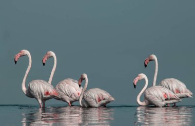 Afrika vahşi kuşları. Gökyüzüne karşı mavi gölde büyük bir flamingo sürüsü