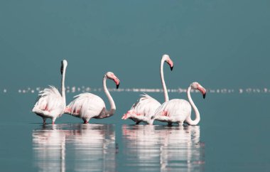 Afrika vahşi kuşları. Gökyüzüne karşı mavi gölde büyük bir flamingo sürüsü
