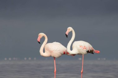 Vahşi Afrika kuşları. Mavi gölün etrafında parlak gökyüzüne karşı yürüyen iki büyük Afrikalı flamingo.
