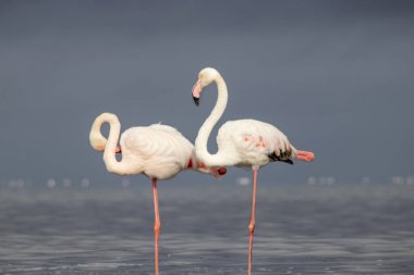Vahşi Afrika kuşları. Mavi gölün etrafında parlak gökyüzüne karşı yürüyen iki büyük Afrikalı flamingo.