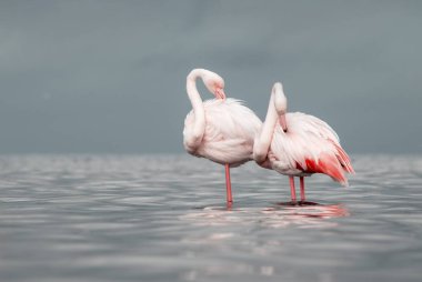 Afrika vahşi kuşları. Sabah mavi gölde iki büyük flamingo.