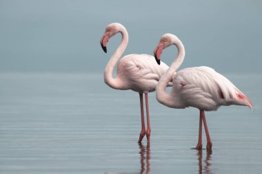 Vahşi Afrika kuşları. Mavi gölün etrafında parlak gökyüzüne karşı yürüyen iki büyük Afrikalı flamingo.